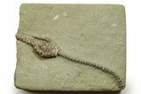 Fossil Crinoid (Macrocrinus) - Crawfordsville, Indiana #371587-1